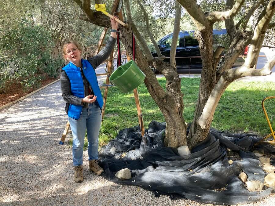 Roi Soleil Barge Cruise offers an olive mill tour