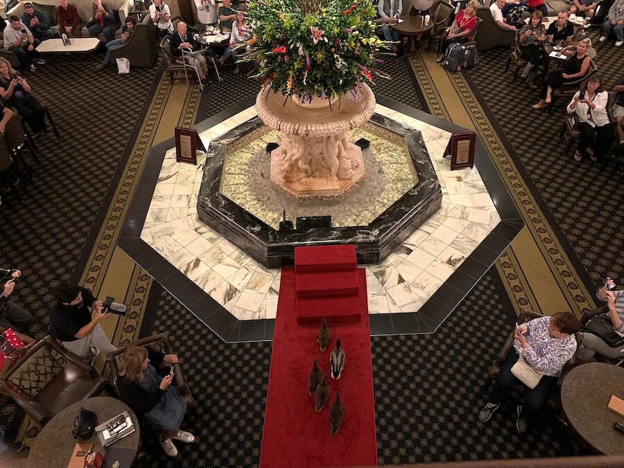 Peabody Hotel morning duck parade.