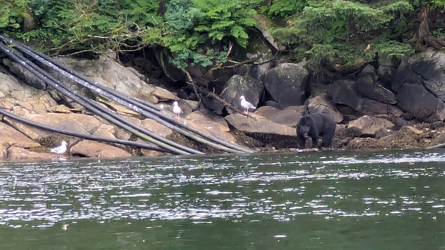 spotting a black bear on a Prince William Sound cruise