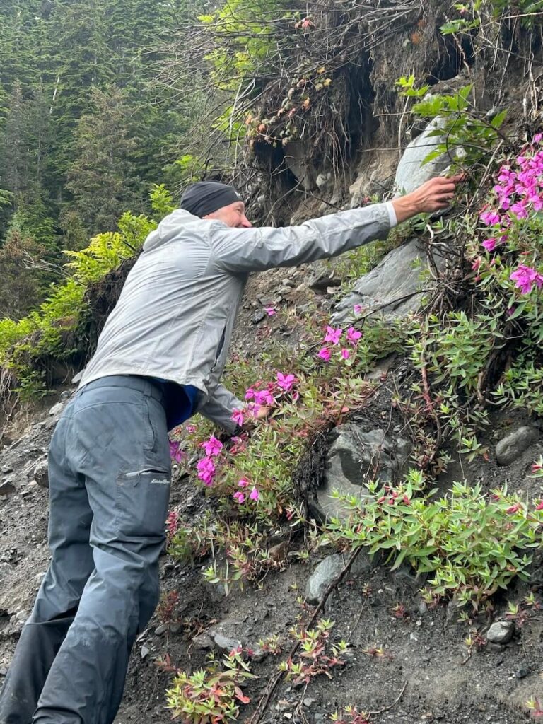 Bushwhacking through flower-strewn muskegs.