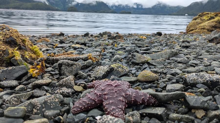 Sea star.