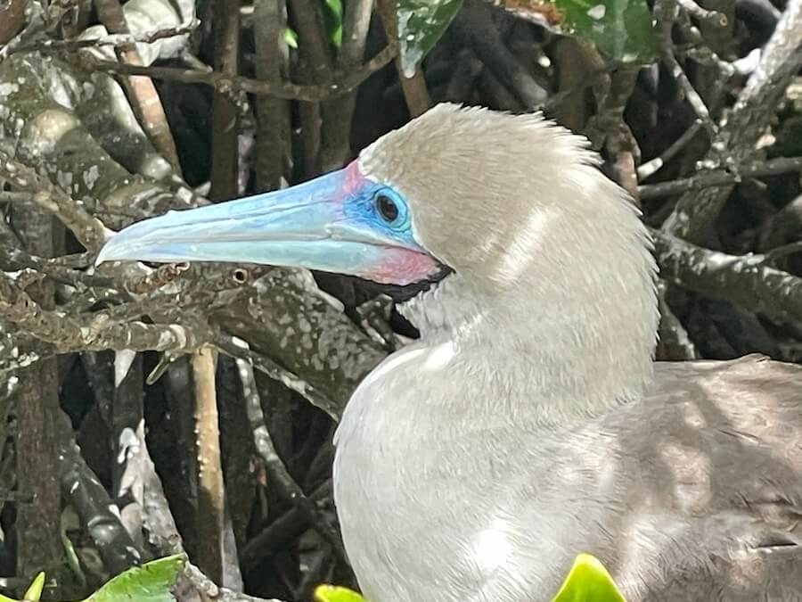 Booby nestled in some foliage