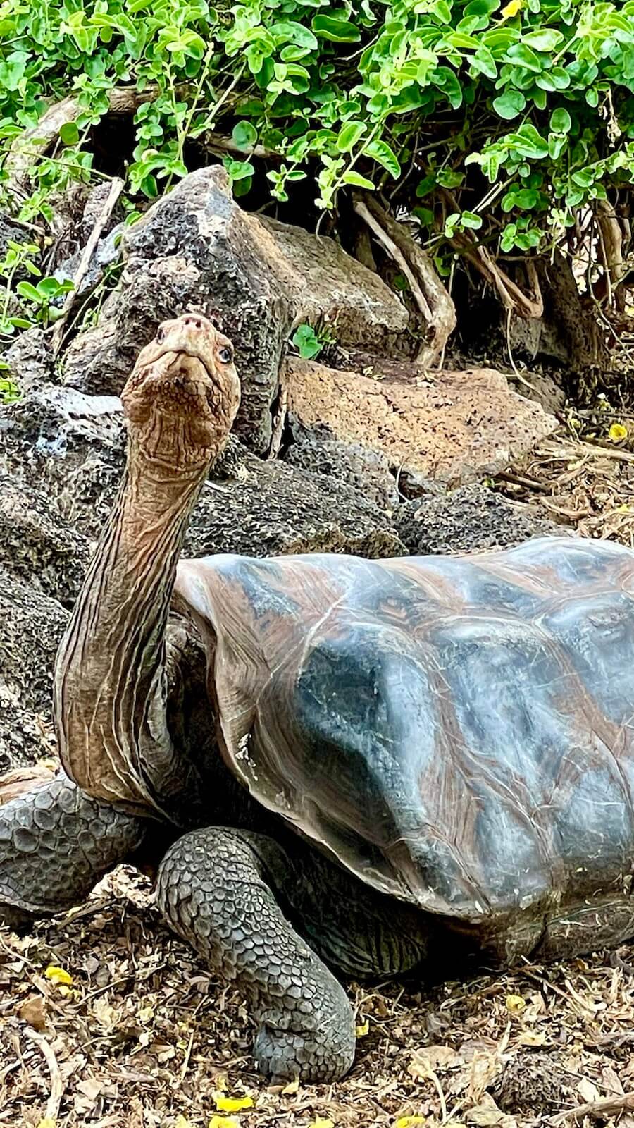 Galapagos Cruise Review discusses all the animals you'll see