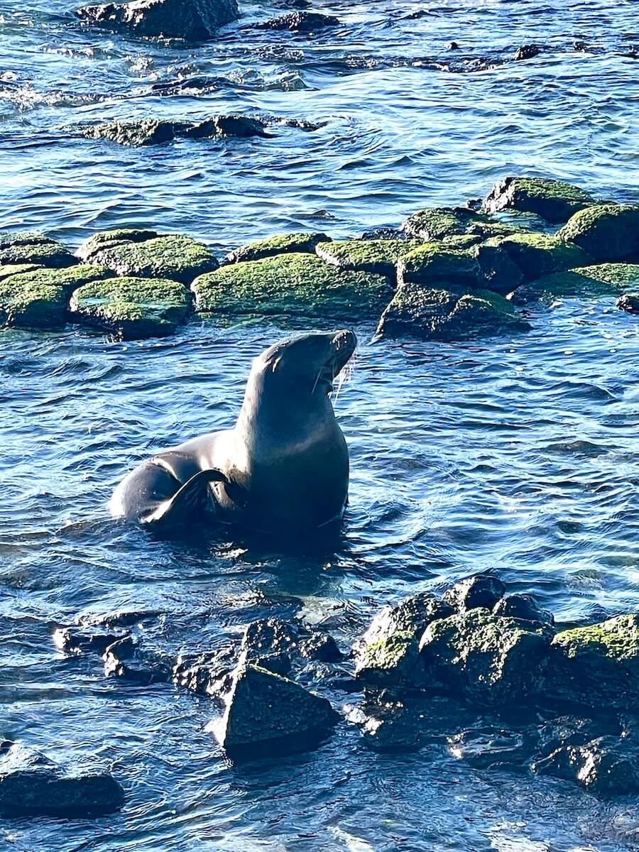 Sea lion waiting for the pang