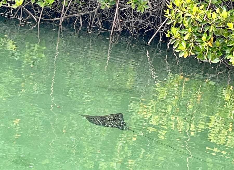 Rays in the water at Black Turtle Cove