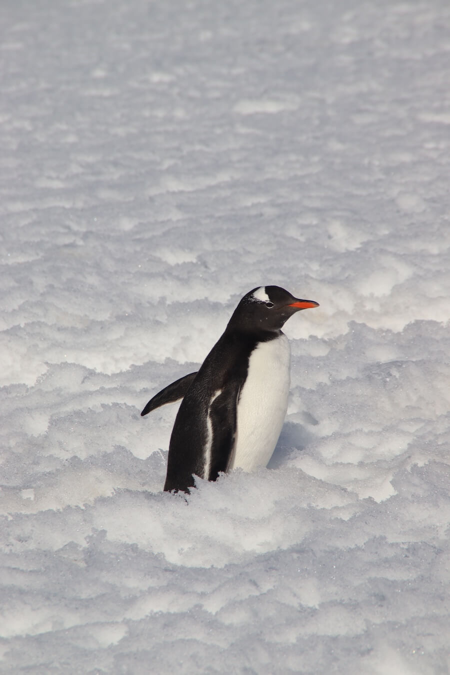 gentoo penguins in Antarctica 