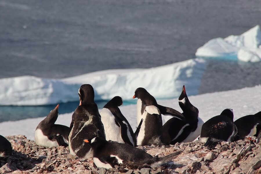 Gentoo penguins in Antarctica 