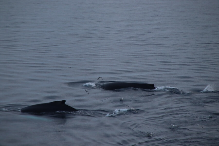 One of many humpback whale sightings on a Swan Hellenic Antarctica cruise