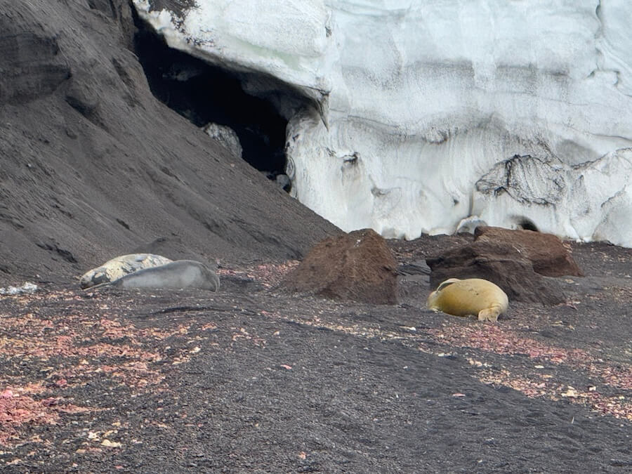 Swan Hellenic Antarctica Review covers a visit to South Shetland island