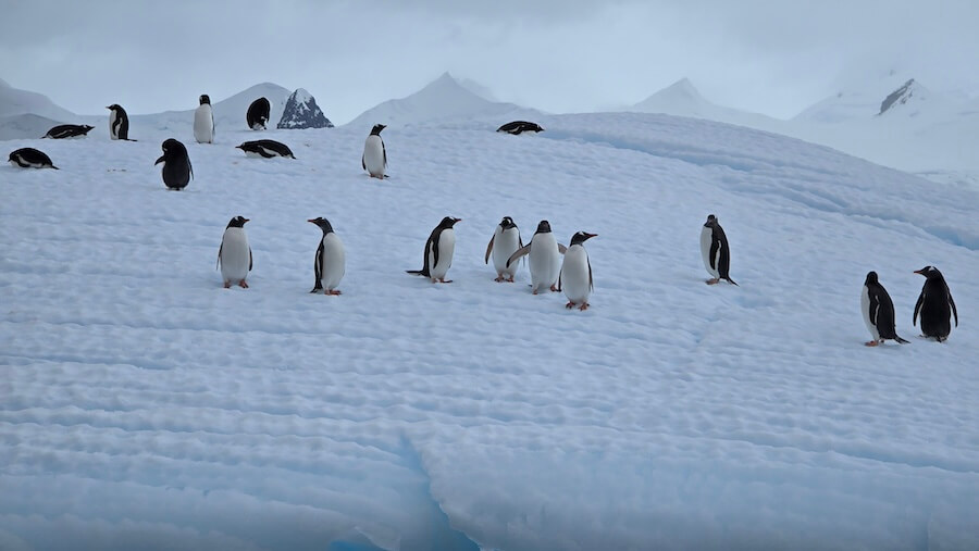 Ocean Endeavor Antarctica Review includes details on Penguins and wildlife