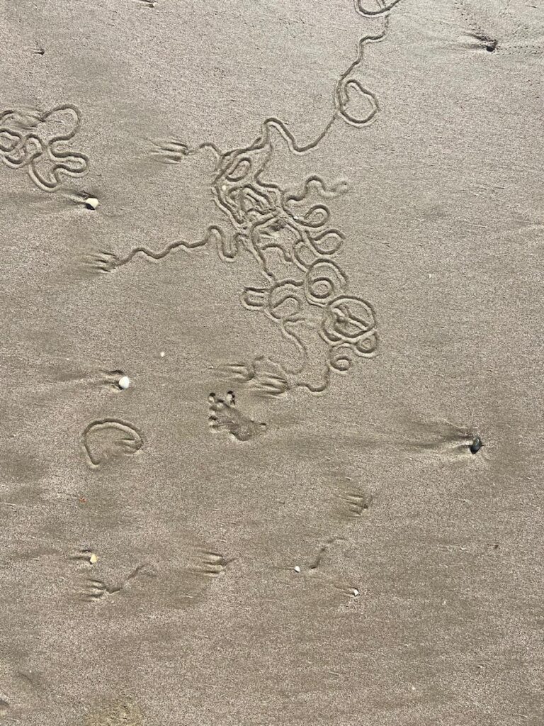 Panama & Costa Rica Cruise with Star Clippers includes visits to several beaches