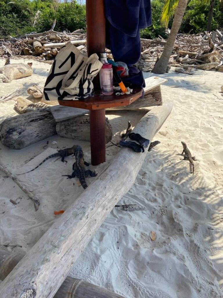 Iguanas seen on a Panama cruise