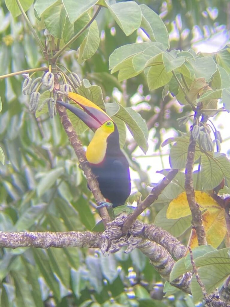  yellow-throated toucan