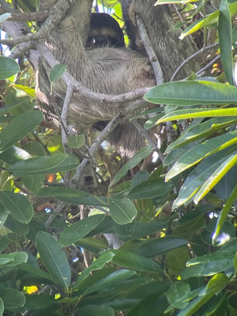 Costa Rica Cruise with Star Clippers includes nature walks to see sloths