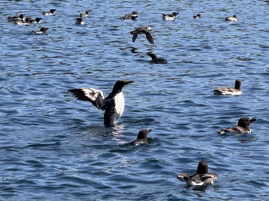 Emma Jane Hebrides Islands Cruise