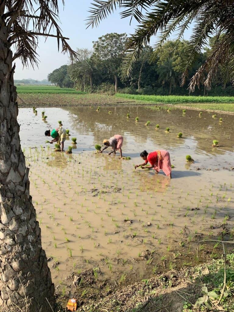 Cruising India’s Hooghly River Aboard Raj Mahal — An Expert Review of a Fascinating Quirky Cruise 6 Harvesting rice in the villages visited on a Hooghly River cruise
