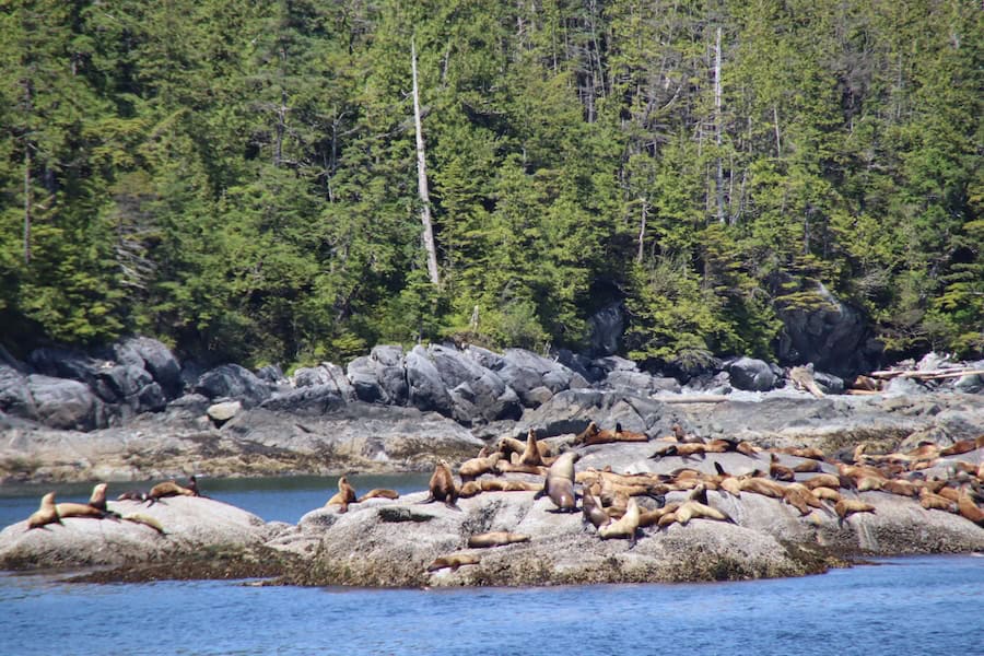Sea Lion Colony on an MV Swell cruise