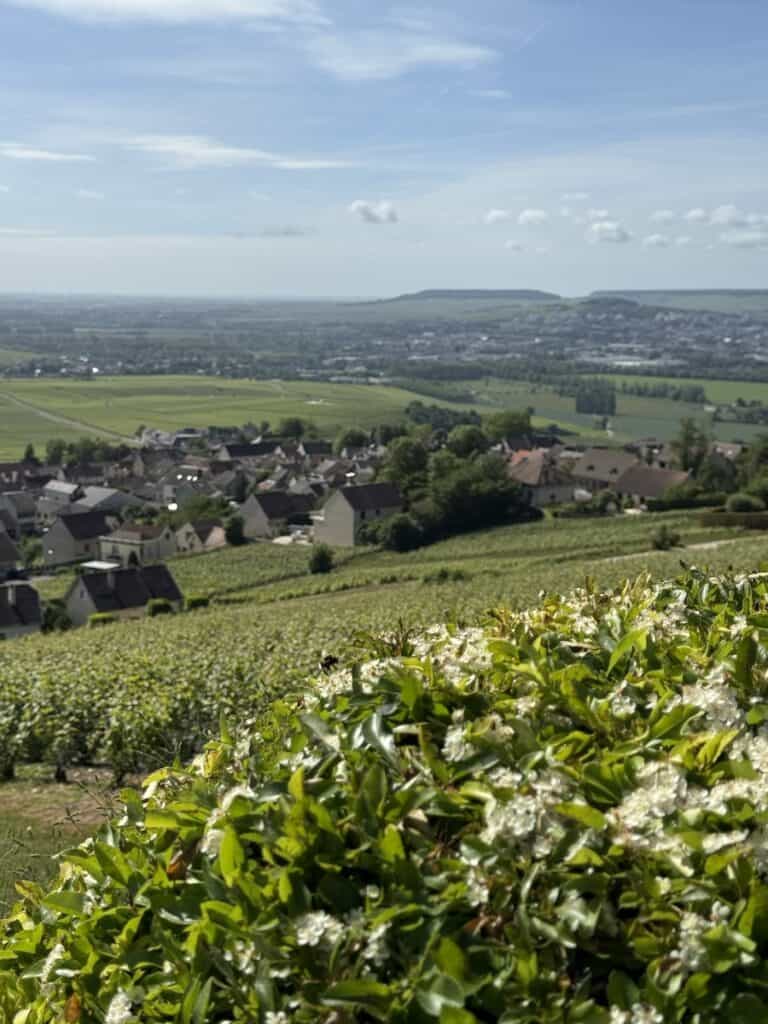 Ayala view from hautvilliers on a Kir Royale cruise