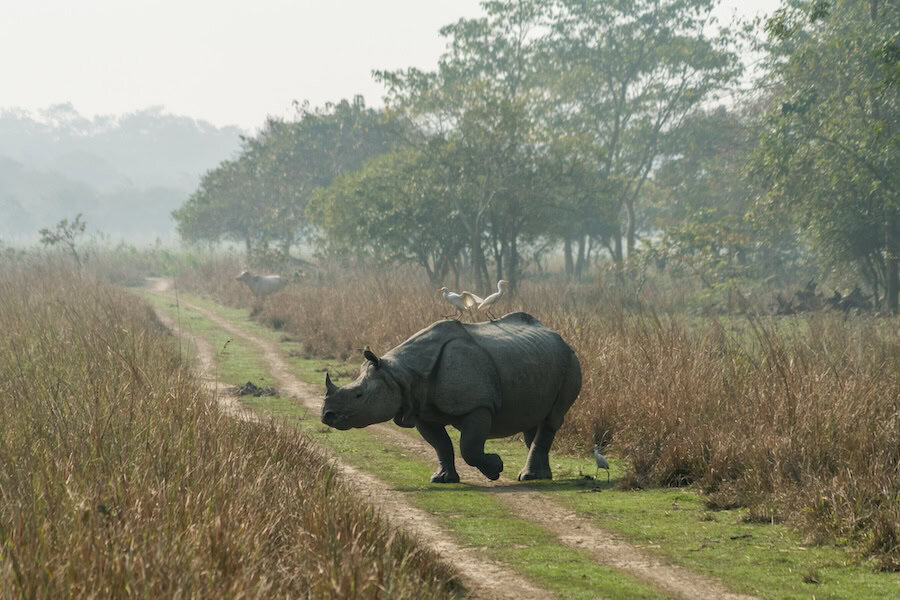 Kaziranga's famous one-horned Rhino