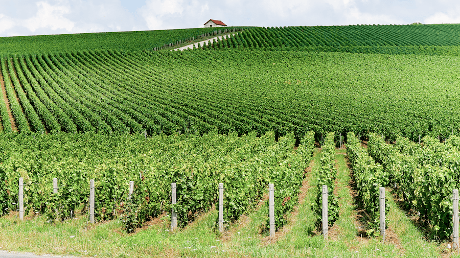 Vineyards along the road to Épernay