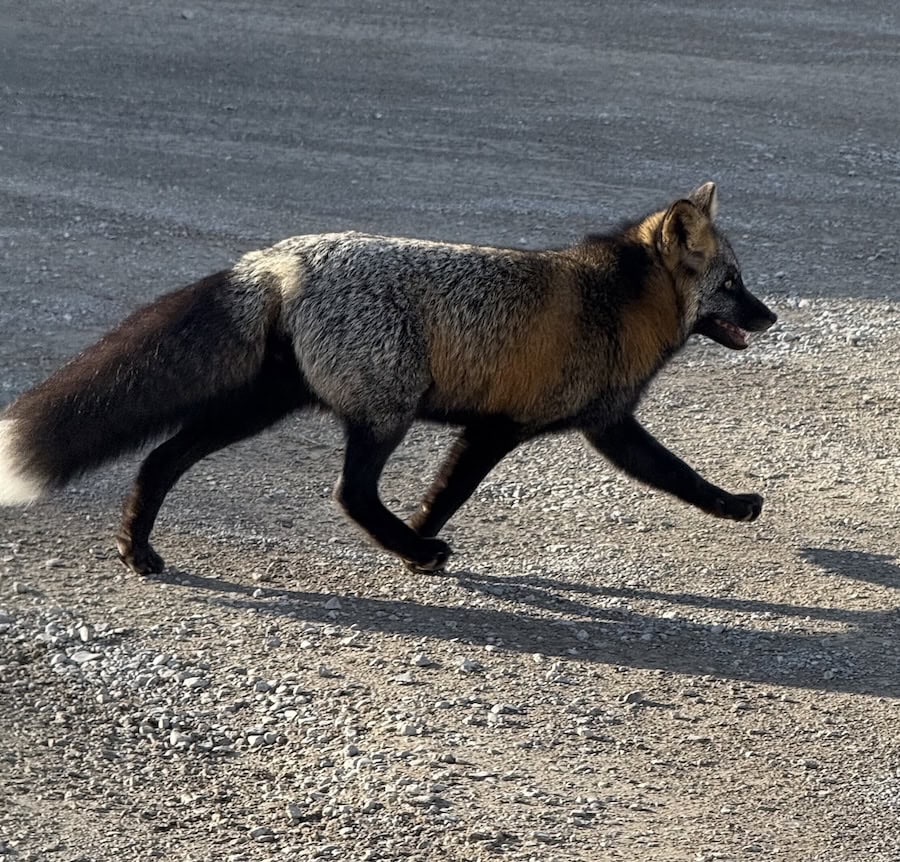 Anticosti Island Red, Silver and Black Fox