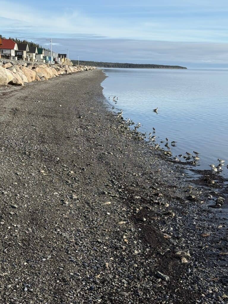 Anticosti Island with dunlins on a Gulf of St Lawrence cruise