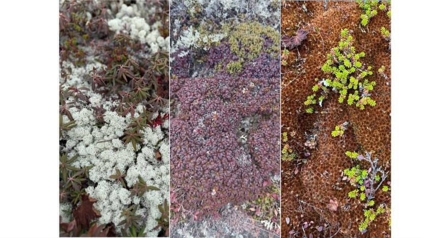 Bella Desgagnés cargo passenger cruise visits places with lots of lichen!