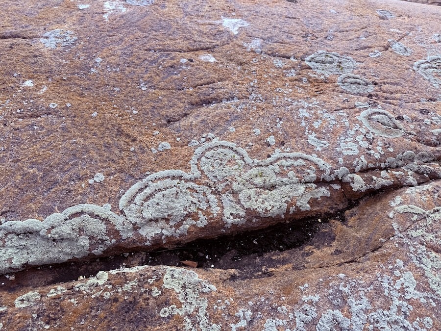 Natashquan lichen seen on a Bella Desgagnés cargo passenger cruise 