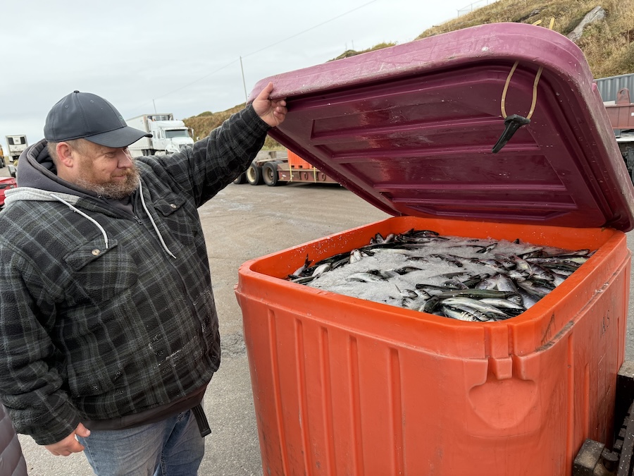 Herrings in Blanc-Sablon on Gulf of St Lawrence cargo passenger cruise