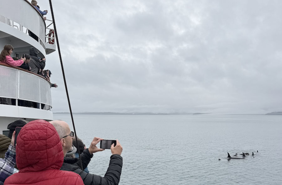 See Orcas on a Wilderness Legacy Cruise in Alaska