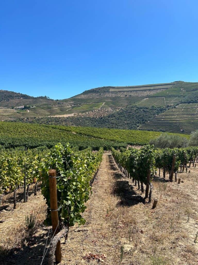 Douro River Cruise Review (2026): Why Uniworld Does Everything Right 14 A hot day on the Croft wine estate on a Douro River cruise