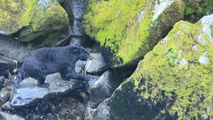 America Cruise Lines Alaska gives you opportunities to see black bears