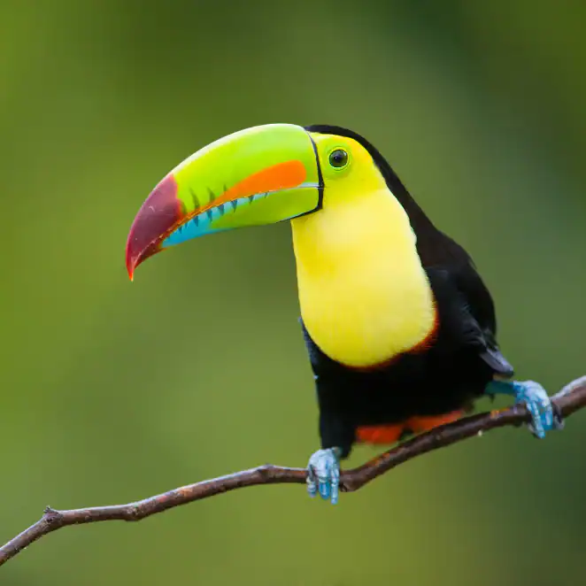 Bird lovers flock to Costa Rica for good reason; here a keel-billed Toucan.