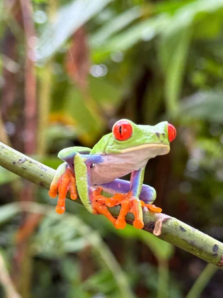 red-eyed tree frogs seen on a Costa Rica UnCruise adventure