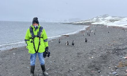 Atlas Antarctica Cruise Review (2026): At Last, On A Real Expedition Ship, the World Navigator