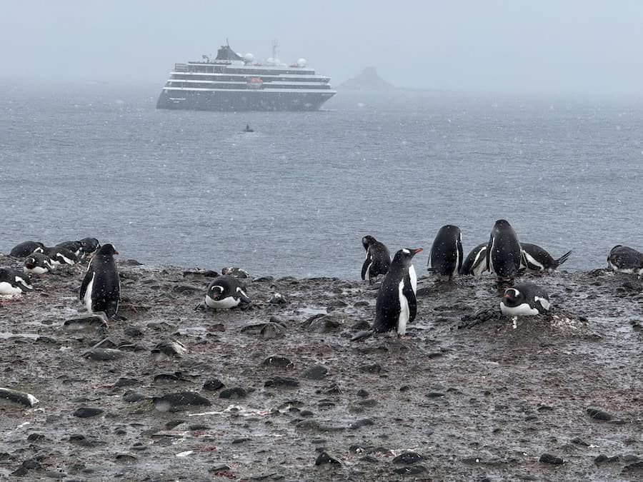 Atlas Antarctica Cruise Review (2026): At Last, On A Real Expedition Ship, the World Navigator 19 Learn about Gentoo penguins in this Atlas Antarctica Cruise Review