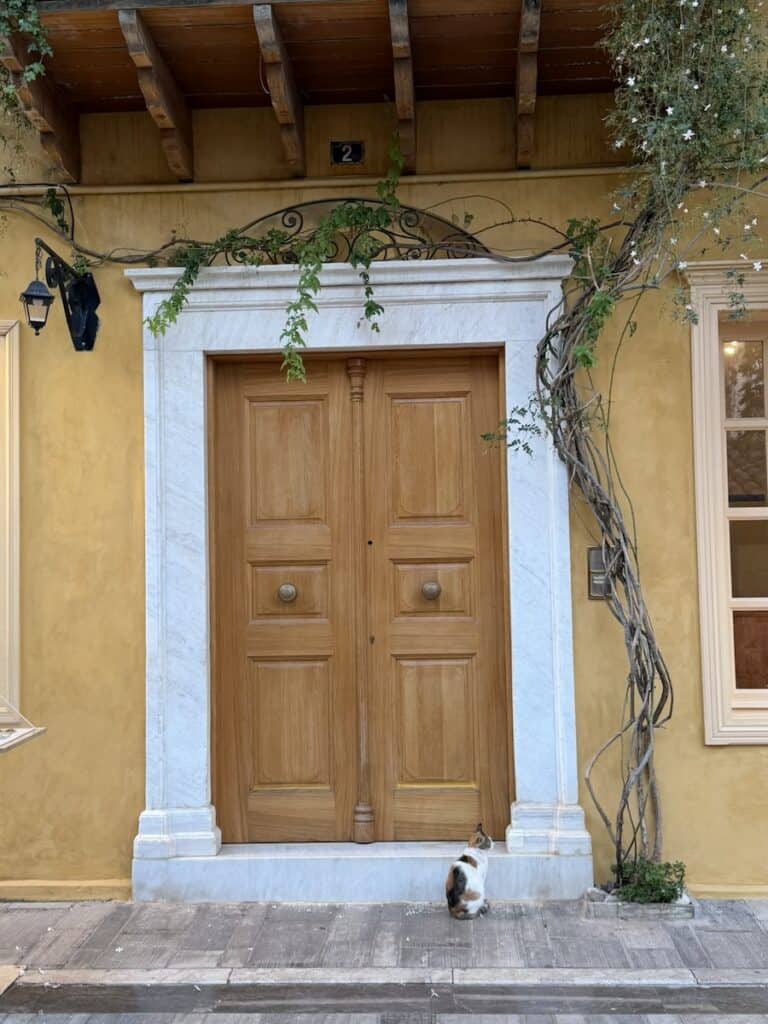 a kitty cat spotted in Napflion