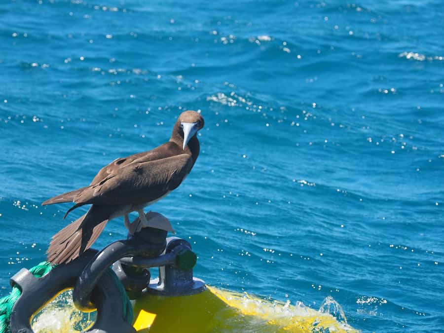 Brown boobie at Ashmore reef. while on an excursion on a Kimberley Coast Seabourn Cruise