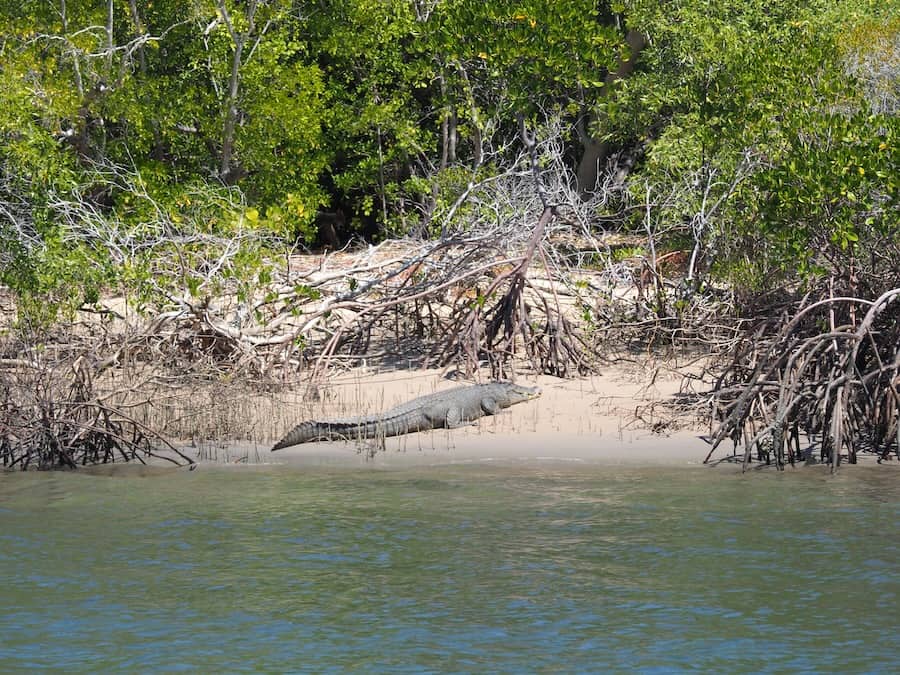 Australia's Kimberley Coast On A Seabourn Cruise gives you chance to spot a Saltie!