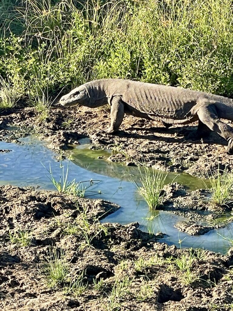 seeing komodo dragons on a SeaTrek Indonesia Sailing Cruise