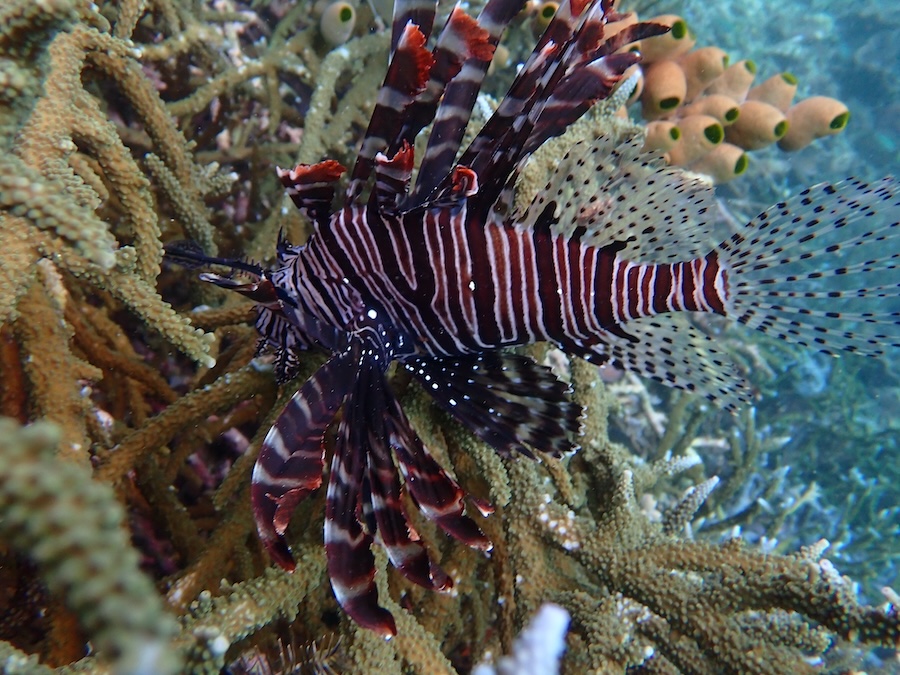 snorkeling with lion fish while on a SeaTrek Indonesia Sailing Cruise