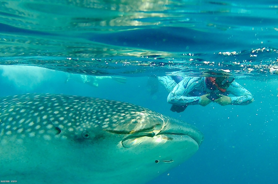 Alison snorkels close to a whale shark while on a SeaTrek Indonesia Sailing Cruise