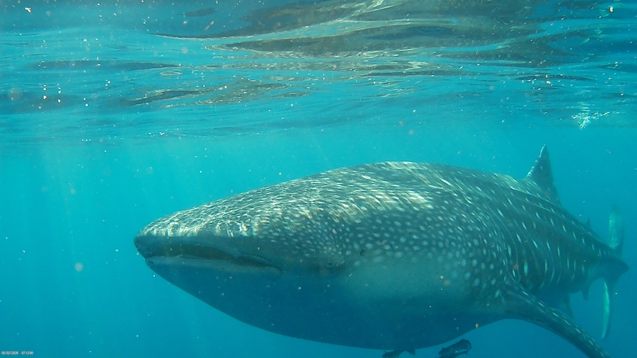 snorkeling to see whale sharks while on a SeaTrek Indonesia Sailing Cruise