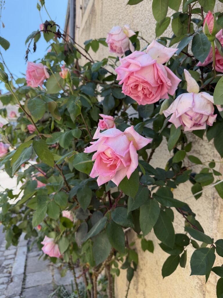 This French Barge Is Different (2026 REVIEW) — Choose The Savoir Vivre On The Burgundy Canal For The Cycling & Dinners Ashore 35 Lovely roses along the way.