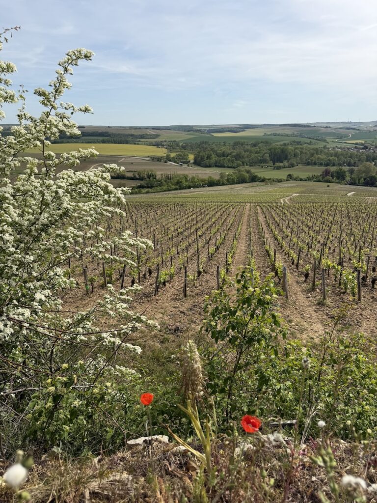 This French Barge Is Different (2026 REVIEW) — Choose The Savoir Vivre On The Burgundy Canal For The Cycling & Dinners Ashore 28 After the Chablis tasting, Richard took us to a nearby viewing point where we could get a birds-eye look at the valley and Chablis vineyards.